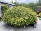Prachtige japanse esdoorn (acer), doorsnee 3 meter, Ophalen, Bloeit niet, Halfschaduw, Overige soorten