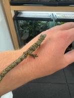 2.0 eurydactylodes occidentalis, Dieren en Toebehoren, Reptielen en Amfibieën, Slang, 0 tot 2 jaar