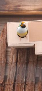 Gouldamedine Pop, Dieren en Toebehoren, Vogels | Overige Vogels, Vrouwelijk, Tropenvogel, Geringd