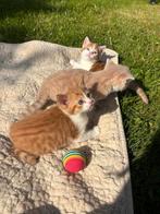 Super lieve kittens, Dieren en Toebehoren, Meerdere dieren