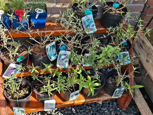 vlinderstruiken €3.-  verschillende  kleuren, Tuin en Terras, Planten | Tuinplanten, Overige soorten, Volle zon, Zomer, Verzenden