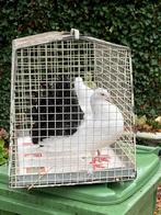 Pauwstaarten te koop, Dieren en Toebehoren, Meerdere dieren, Overige soorten