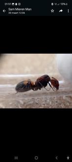 Camponotus nicobarensis koninginnen van 2024, Dieren en Toebehoren, Insecten en Spinnen, Mieren