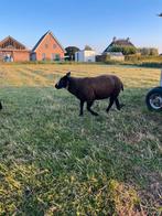 Mooie rammen, Dieren en Toebehoren, Stalling en Weidegang