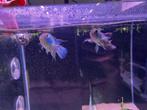 Leuk duo’tje electric bleu acara, Vis, Zoetwatervis, Schoolvis
