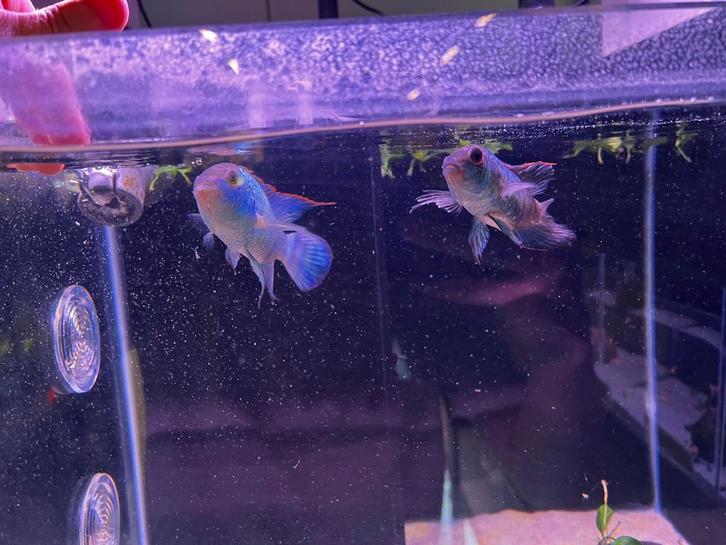 Leuk duo’tje electric bleu acara, Dieren en Toebehoren, Vissen | Aquariumvissen, Zoetwatervis, Vis, Schoolvis