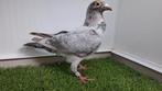 Qualmond stipper duivin kleurpostduif postduif 2025, Dieren en Toebehoren, Vogels | Duiven, Vrouwelijk, Postduif
