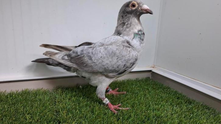 Qualmond stipper duivin kleurpostduif postduif 2025, Dieren en Toebehoren, Vogels | Duiven, Postduif, Vrouwelijk