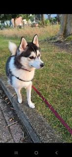 Pomsky f2 teefje, Dieren en Toebehoren, Honden | Poolhonden, Keeshonden en Oertypen, Rabiës (hondsdolheid), 1 tot 2 jaar, Teef