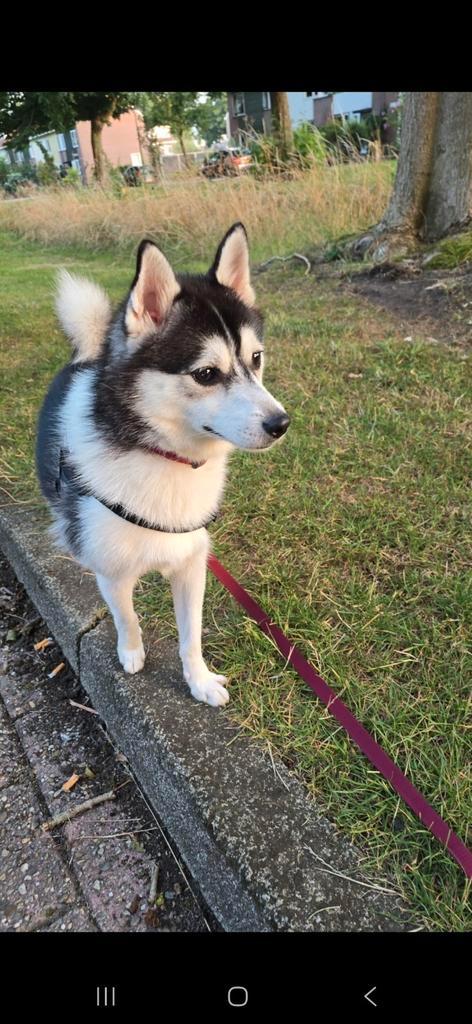 Pomsky f2 teefje, Dieren en Toebehoren, Honden | Poolhonden, Keeshonden en Oertypen, Teef, Poolhond, Particulier, Eén hond, Nederland
