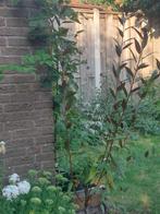 Fruitboom perzik, Ophalen