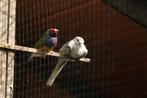 Diamantduiven, Dieren en Toebehoren, Vogels | Duiven, Geslacht onbekend