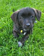 Jack Russel X Boomer puppy, Particulier, 8 tot 15 weken, Parvo, Jack Russell Terriër