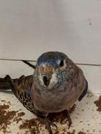 Wildkleur bourke parkiet man van 2025, Mannelijk, Parkiet