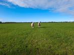Ram lammeren, Dieren en Toebehoren, Schapen, Geiten en Varkens, Meerdere dieren, Schaap