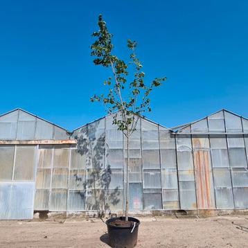 Ruwe iep bergiep | Ulmus glabra beschikbaar voor biedingen