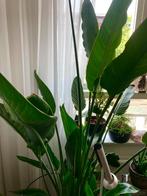 strelizia reginae - Paradijsvogelplant, Ophalen, Overige soorten, Bloeiende kamerplant, 150 tot 200 cm