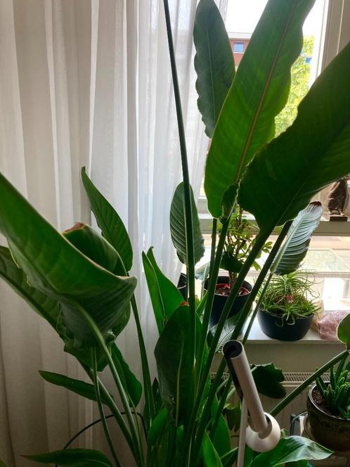 strelizia reginae - Paradijsvogelplant, Huis en Inrichting, Kamerplanten, Overige soorten, 150 tot 200 cm, Bloeiende kamerplant