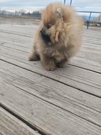 Pomeriaan pups pomeriaan, Dieren en Toebehoren, Honden | Poolhonden, Keeshonden en Oertypen, Particulier, 15 weken tot 1 jaar