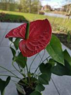 Anthurium plant vandaag nog af te halen, Overige soorten, Minder dan 100 cm, Halfschaduw, Ophalen