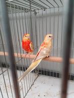 Roodruggen, Dieren en Toebehoren, Vogels | Parkieten en Papegaaien, Meerdere dieren, Dwergpapegaai of Agapornis