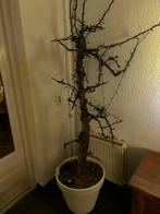 Pereboom met lichtjes, Ophalen of Verzenden