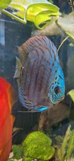 Blauwe Discus, Vis, Zoetwatervis