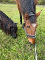 24/7 buitenplek vrij voor 1of 2 pony's, Dieren en Toebehoren, Stalling en Weidegang, Weidegang