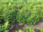 Portugese laurier | Liguster | Taxus | Hortensia | Buddleja, Tuin en Terras, Planten | Struiken en Hagen, Ophalen, Laurier, Struik