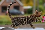 Prachtige gerozette Bengaal kitten beschikbaar, Dieren en Toebehoren, Meerdere dieren, Gechipt, 0 tot 2 jaar