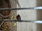 3 Kwartel haantjes gratis, Dieren en Toebehoren, Pluimvee, Mannelijk, Overige soorten