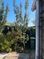 2 appelbomen te koop, Tuin en Terras, Planten | Bomen, Ophalen, Volle zon, Overige soorten