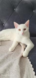 Witte kat, Dieren en Toebehoren, Katten en Kittens | Overige Katten, Kater, 0 tot 2 jaar