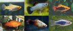 Gezocht (gratis) guppies, platy's, Black molly's ect, Dieren en Toebehoren, Vissen | Aquariumvissen, Vis