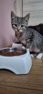 *** ondeugend maine coon x katertje***, Dieren en Toebehoren, Katten en Kittens | Raskatten | Korthaar, Kater, Gechipt