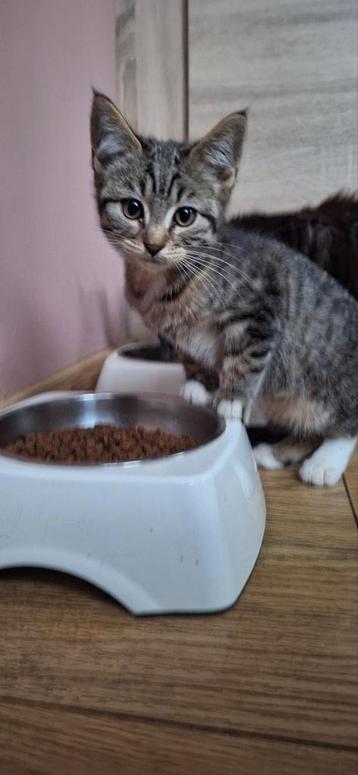 *** ondeugend maine coon x katertje***  beschikbaar voor biedingen