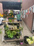 Bloemen, planten, stekjes, frambozen, avocado’s, mango plant, Tuin en Terras, Ophalen, Zomer, Groenteplanten, Volle zon