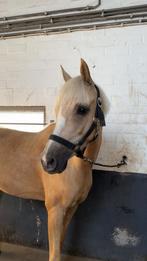 Leuke verzorgpony!, Ophalen, Nieuw