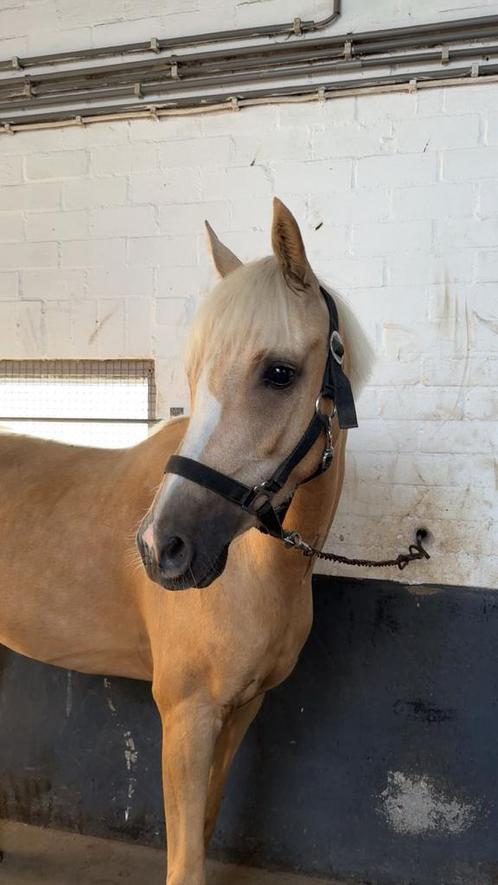 Leuke verzorgpony!, Dieren en Toebehoren, Paarden en Pony's | Verzorgingsproducten, Nieuw, Ophalen