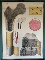 anatomische poster schoolplaat botopbouw skelet 315, Ophalen of Verzenden