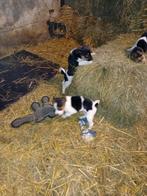 boerenfox pups, Overige rassen, 8 tot 15 weken, Meerdere, Meerdere dieren