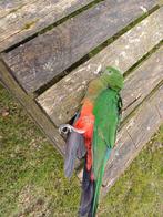 Dode konings parkiet voor preparatie., Dieren en Toebehoren, Vogels | Parkieten en Papegaaien, Vrouwelijk, Parkiet