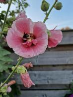 Stokroos zaden oud roze €1., Tuin en Terras, Bloembollen en Zaden, Ophalen of Verzenden, Volle zon