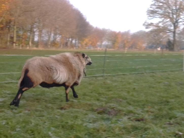 maasduinen dekram, Dieren en Toebehoren, Schapen, Geiten en Varkens, Schaap, Mannelijk, 3 tot 5 jaar