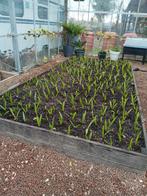 Trachycarpus Fortunei Zaailingen - Palmboom, Ophalen of Verzenden, Gehele jaar, Volle zon, Zaad