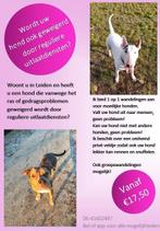 Uitlaatservice met 1 op 1 wandelingen, Diensten en Vakmensen, Dieren | Honden | Verzorging, Oppas en Les, Uitlaatservice