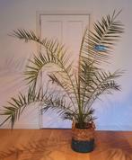 canarsiche dadelpalm, Huis en Inrichting, Kamerplanten, Palm, 150 tot 200 cm, Ophalen
