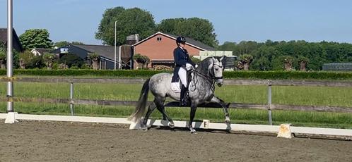 Weer enkele plekken veschikbaar voor training/ verkoopspaard, Dieren en Toebehoren, Stalling en Weidegang