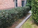 Gratis Hulst Struik - Zelf Opgraven, Ophalen, Hulst, Struik, 100 tot 250 cm