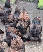 Prachtige Kuikens  Tekoop & reseveren Veel soorten, Dieren en Toebehoren, Pluimvee, Vrouwelijk, Kip
